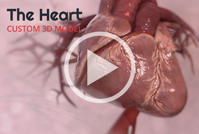 3D Animated Heart Model - Silverback Video LLC